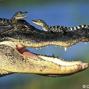 Meet your Posher, Alissa